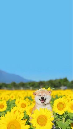 a dog sitting in the middle of a field of sunflowers looking at the camera