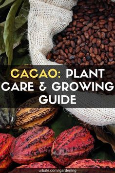 cacao plant care and growing guide