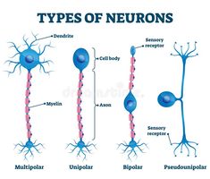 the different types of neurons and their functions in each region of the body