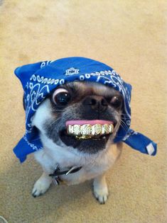 a small dog wearing a bandana and gold teeth