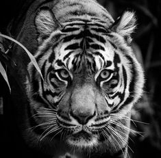 a black and white photo of a tiger looking at the camera with an intense look