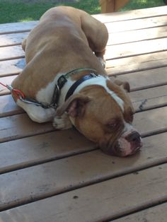 a brown and white dog laying on top of a wooden deck