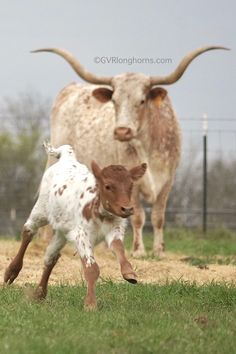 two brown and white cows standing on top of a grass covered field next to a fence