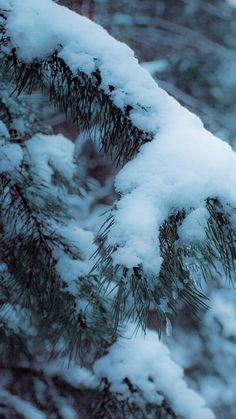 a bird perched on top of a pine tree covered in snow