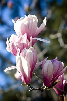 pink flowers are blooming in the sun on a tree branch with blue sky behind them