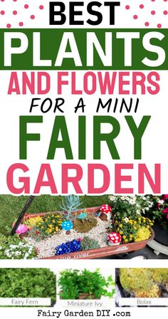 the best plants and flowers for a mini fairy garden with text overlay that says,