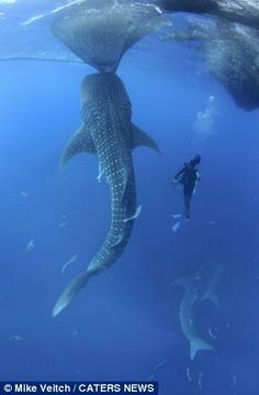 a man swimming next to a whale in the ocean