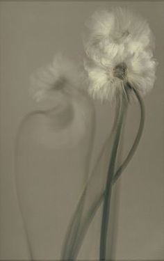 two white flowers in a glass vase on a table