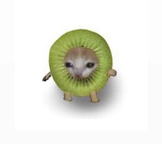 an animal with a kiwi cut in half on it's face and eyes