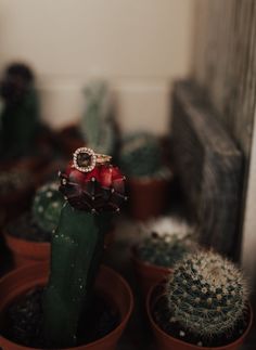 a cactus with a ring on it sitting next to some potted cacti