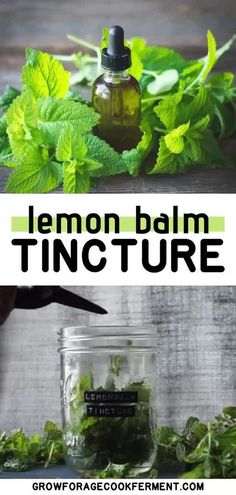 Lemon Balm Tincture How To Make, Lemon Balm Oil Recipes, Lemon Balm Oil How To Make, How To Dry Lemon Balm, Lemon Balm Tincture Benefits, How To Use Lemon Balm, How To Make Lemon Balm, What To Do With Lemon Balm