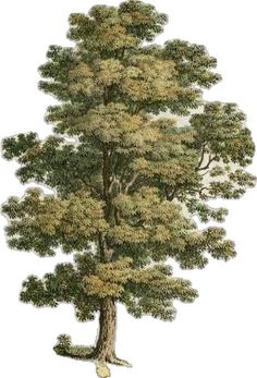 a drawing of a large tree with lots of leaves