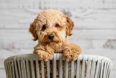 a brown dog sitting on top of a white chair