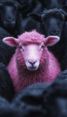 a pink sheep is surrounded by black sheep in the dark, looking at the camera