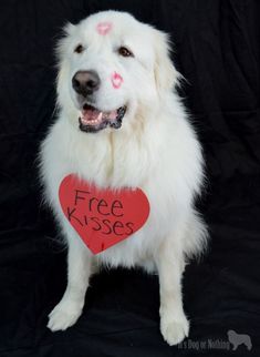 a white dog with a red heart and free kisses written on it's chest