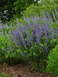 some purple flowers are growing in the grass