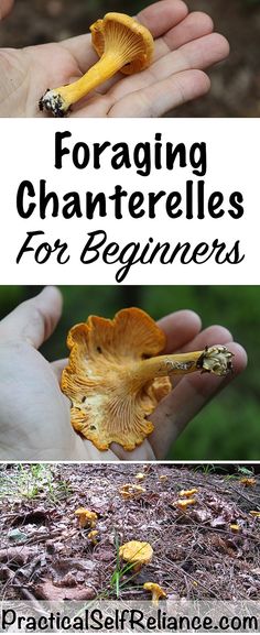 two pictures with the words forging chanterellas for beginners