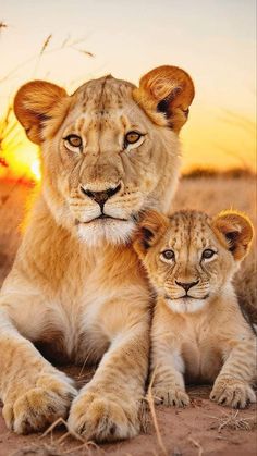 two young lion cubs are sitting in the dirt at sunset, with their mother looking on