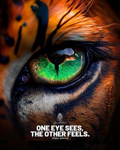 Lion's Motivation Quote💪 Reptile Eye, Regard Animal, Eye Close Up, Cyborgs Art, Animal Eyes, Eyes Artwork, Wild Animals Pictures, Eye Of The Tiger, Photography Wildlife