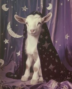 a baby goat wearing a blanket on top of it's head and sitting in front of a curtain