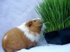 a small brown and white guinea pig next to a potted plant with grass growing out of it