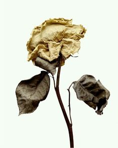 a dried flower on a white background with the petals still attached to it's stems