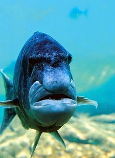 a large fish with its mouth open in the water