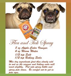 two pug dogs are looking at the camera and one is holding a bottle of apple cider vinegar