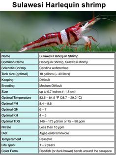 a list of different types of shrimps