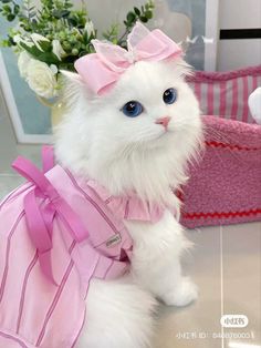 a white cat with blue eyes wearing a pink dress