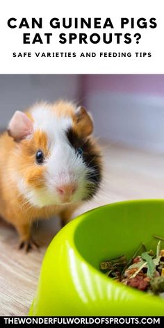 a hamster eating out of a green bowl with the words can guinea pigs eat sprouts? safe varieties and feeding tips