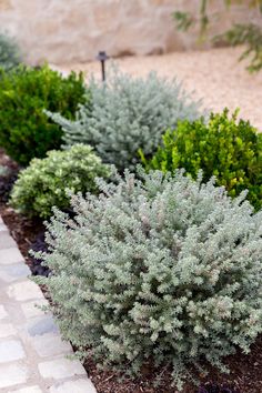 some bushes are in the middle of a garden