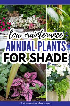 low maintenance annual plants for shade Full Shade Flowers, Garden Full Of Flowers, Part Shade Flowers, Full Shade Plants