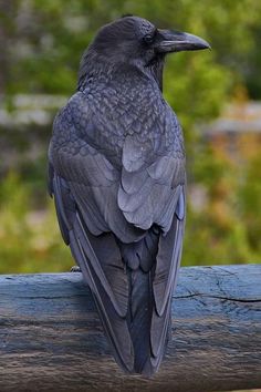 a black bird sitting on top of a wooden fence