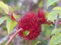 a red flower on a tree branch with green leaves