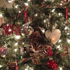 a cat sitting in the middle of a christmas tree with ornaments on it's branches