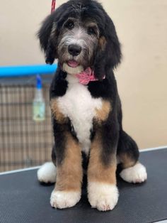 a black and brown dog sitting on top of a table