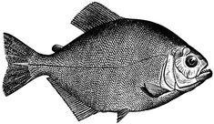 a black and white drawing of a fish on a white background, vintage line drawing or engraving