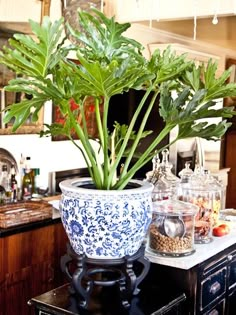 a potted plant sitting on top of a table next to other pots and containers