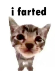 a cat is looking at the camera with an i farted sign in front of it