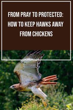 Learn how to deter hawks from your chickens. Use these tips to protect your backyard chickens from hawks and other birds of prey. Crazy Chicken, Crazy Chicken Lady, Chicken Lady