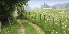 a dirt path in the middle of a field with wildflowers on both sides