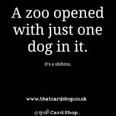 a zoo opened with just one dog in it its a shiizu card shop