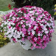 pink and white petunias in a pot outside