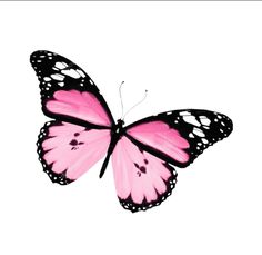 a pink and black butterfly flying in the sky