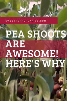 From their abundance of vitamin C, iron, fibre, protein, and phytoestrogens, pea shoots provide amazing benefits to those who eat them.
Consuming them regularly will help provide essential nutrients without drastically increasing your caloric intake.  
And honestly, they taste awesome raw and go well with almost any dish, making them a simple, healthy addition to any diet. Farming For Profit, Sweet Fern, Pea Shoots, Source Of Iron, Growing Veggies, Market Ideas, Essential Nutrients, Farmer's Market, You Get It