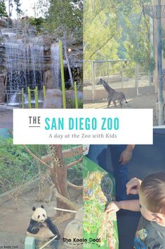 the san diego zoo is one of the best things to do with kids