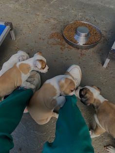 three puppies are playing with each other on the floor in front of their owners