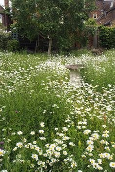 Biodiversity Garden, Inspirational Landscapes, Mini Meadow, Wildflower Gardens, Plants For Small Gardens, Garden Meadow, Wild Flower Meadow, Meadow Garden, Garden Beautiful