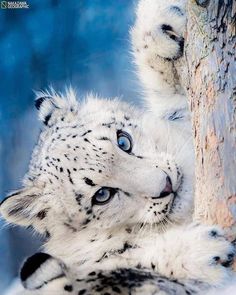 a white snow leopard with blue eyes leaning against a tree